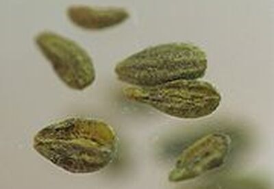 Propiedades aromáticas del anís Propiedades aromáticas del anís