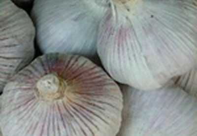 Ajo, planta curativa milenaria Ajo, planta curativa milenaria