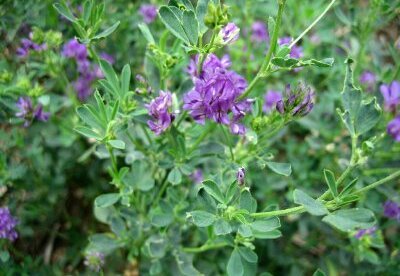 Alfalfa, ¿Para que sirve? Alfalfa, ¿Para que sirve?