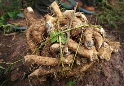 Ñame salvaje: propiedades y usos saludables Ñame salvaje: propiedades y usos saludables
