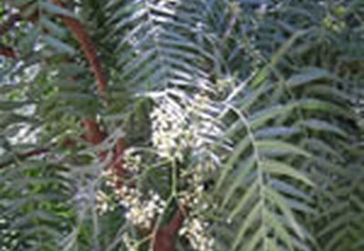 Anacahuita Anacahuita