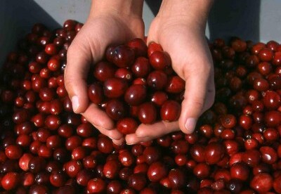 Cuida tu corazón con arándanos Cuida tu corazón con arándanos