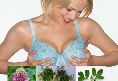 5 Hierbas Naturales para el aumento de pecho 5 Hierbas Naturales para el aumento de pecho