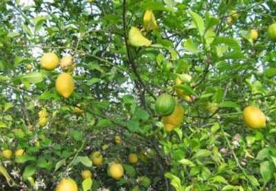 Plantas medicinales: El limón Plantas medicinales: El limón