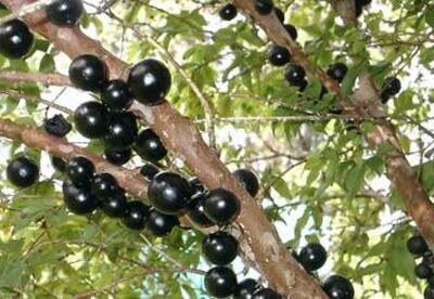 El Jaboticaba El Jaboticaba
