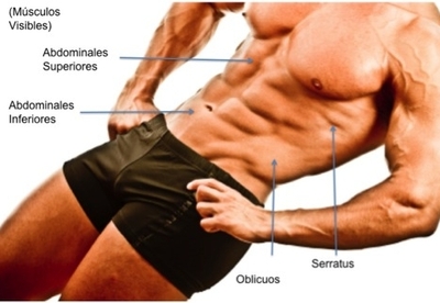 Músculos Abdominales Músculos Abdominales