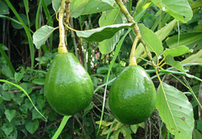 Mascarilla de sábila y aguacate para las estrías Mascarilla de sábila y aguacate para las estrías