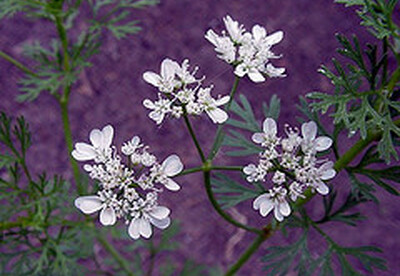 Uso del cilantro como digestivo Uso del cilantro como digestivo
