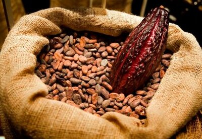 El cacao promueve el crecimiento de probióticos El cacao promueve el crecimiento de probióticos