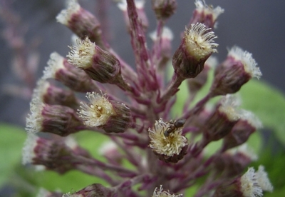 Beneficios de la petasita Beneficios de la petasita