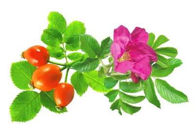 Beneficios de la rosa mosqueta Beneficios de la rosa mosqueta