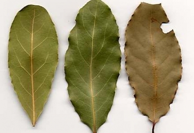Beneficios del laurel para la salud Beneficios del laurel para la salud