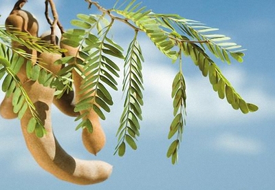 Beneficios del tamarindo para la salud humana Beneficios del tamarindo para la salud humana
