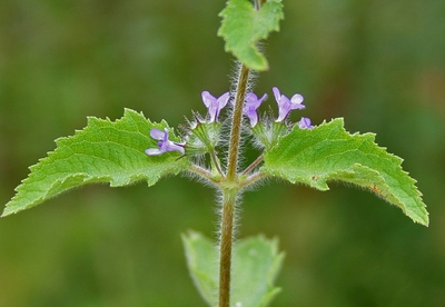 10 beneficios del tulsi para la salud 10 beneficios del tulsi para la salud