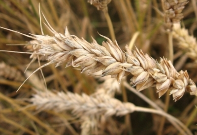 Beneficios de la avena Beneficios de la avena