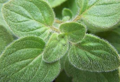 Beneficios medicinales del aceite esencial de orégano Beneficios medicinales del aceite esencial de orégano