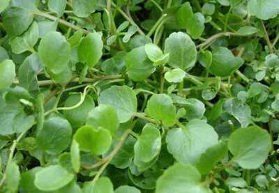Berros, para prevenir el cáncer Berros, para prevenir el cáncer
