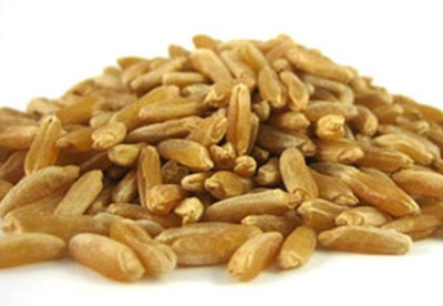 Farro, cereal nutritivo Farro, cereal nutritivo
