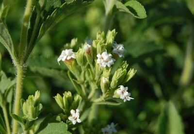 Hierba dulce o Caá-je-é (stevia): el regalo de Onagait Hierba dulce o Caá-je-é (stevia): el regalo de Onagait
