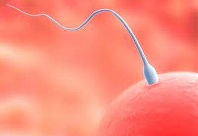 El estilo de vida puede repercutir en la calidad del semen El estilo de vida puede repercutir en la calidad del semen