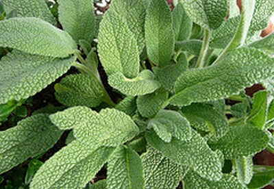 Propiedades aromáticas de la salvia Propiedades aromáticas de la salvia