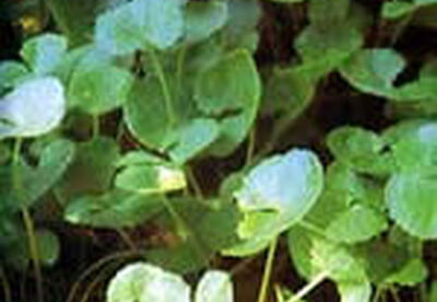 Centella asiática, previene la celulitis Centella asiática, previene la celulitis