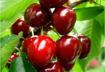 Las propiedades de la cereza Las propiedades de la cereza