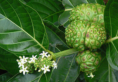 Noni para bajar el colesterol Noni para bajar el colesterol