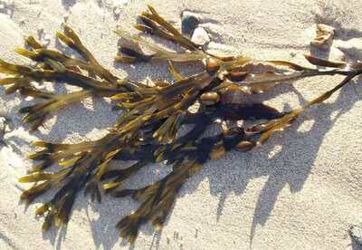 Alga Cochayuyo, grandes propiedades medicinales Alga Cochayuyo, grandes propiedades medicinales