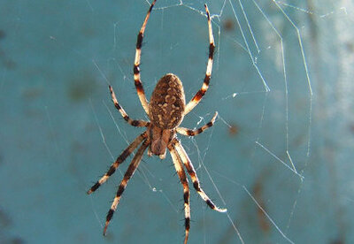 Cómo curar una picadura de araña Cómo curar una picadura de araña