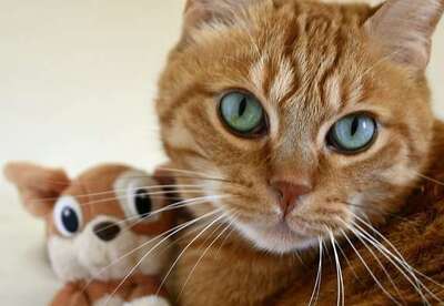 5 consejos para hacer feliz a tu gato 5 consejos para hacer feliz a tu gato