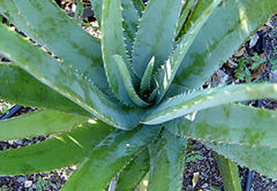 2 libros sobre las propiedades curativas del aloe vera 2 libros sobre las propiedades curativas del aloe vera