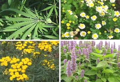 Lista de plantas medicinales Lista de plantas medicinales