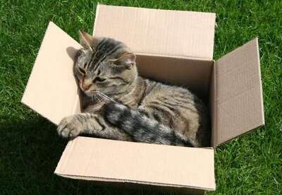 7 consejos para entretener a tu gato 7 consejos para entretener a tu gato