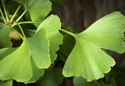 El Ginko biloba y el asma El Ginko biloba y el asma
