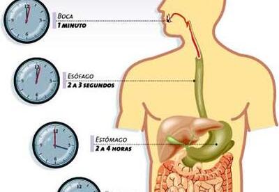 El aparato digestivo: funcionamiento El aparato digestivo: funcionamiento
