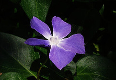 Té de vinca para reducir la fatiga mental Té de vinca para reducir la fatiga mental