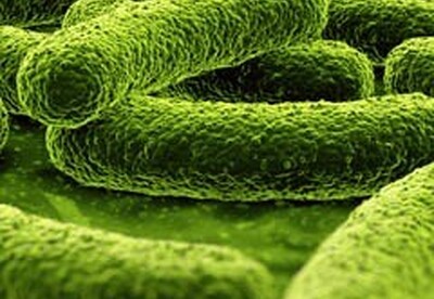 Los caminos le facilitan el paso al avance de las superbacterias Los caminos le facilitan el paso al avance de las superbacterias