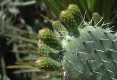 Plantas y frutas para la diabetes Plantas y frutas para la diabetes