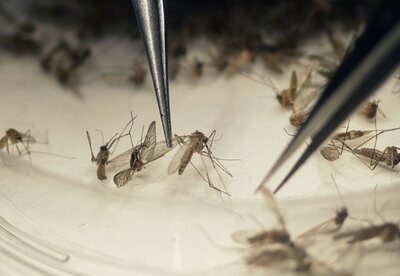 El virus del Zika síntomas y tratamiento El virus del Zika síntomas y tratamiento