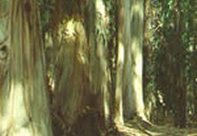 Eucaliptus Eucaliptus