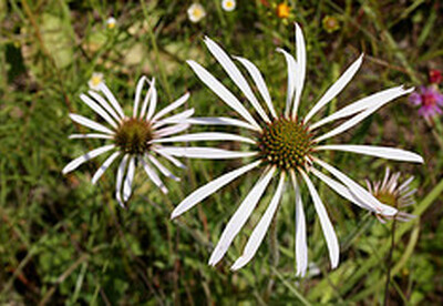 Propiedades medicinales de la equinacea Propiedades medicinales de la equinacea