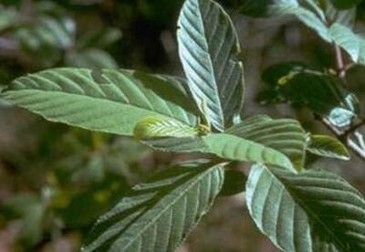 Cascara sagrada: Un laxante natural Cascara sagrada: Un laxante natural