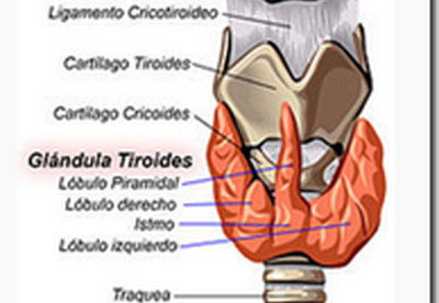 Problemas de tiroides Problemas de tiroides