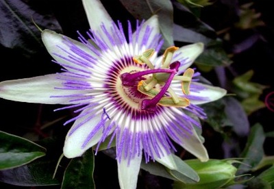 Pasiflora, un remedio para lograr la tranquilidad Pasiflora, un remedio para lograr la tranquilidad
