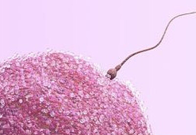 Hallan "apagador" molecular que causa infertilidad o aborto Hallan "apagador" molecular que causa infertilidad o aborto
