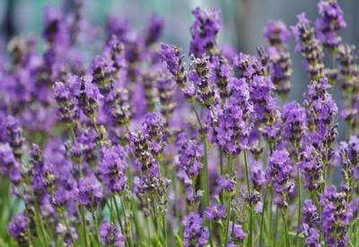 Flores de Lavanda Flores de Lavanda