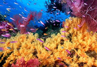 Cosmética con principios activos marinos, un lujo ecológico Cosmética con principios activos marinos, un lujo ecológico