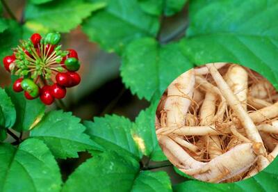Ginseng para la diabetes Ginseng para la diabetes