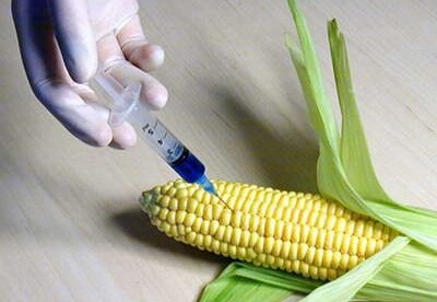Los alimentos transgénicos Los alimentos transgénicos